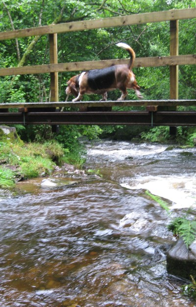 Basset over Horner Water