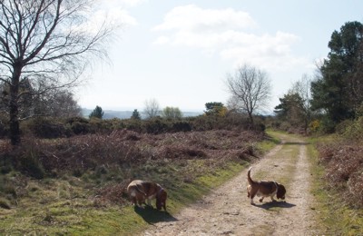 Bridle path