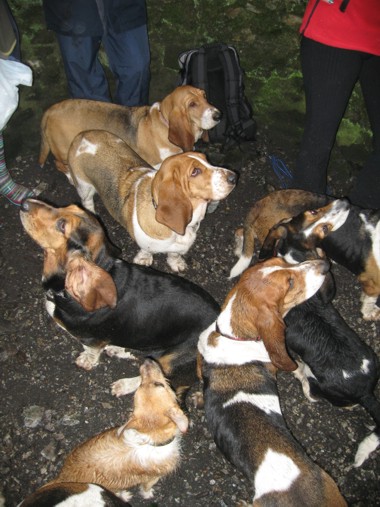 Bassets in the Beacon