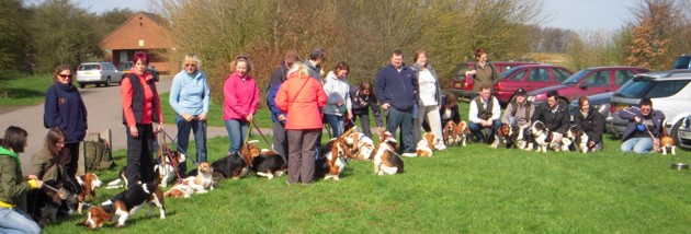 33 Basset Hounds