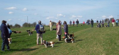 Bassets at Barbary