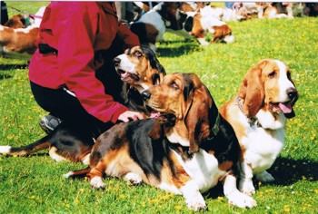 Ham Hill Bassets