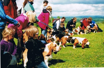 Ham Hill Bassets