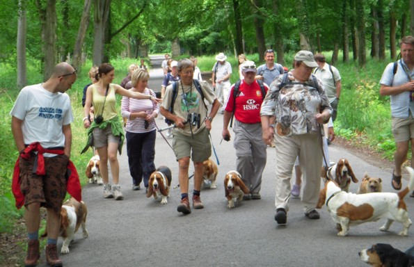 Basset Hound Walkers at Savernake