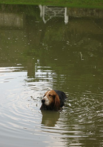 Elvis in Ashmore pond