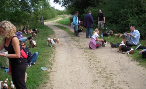 Cotswold Bassets