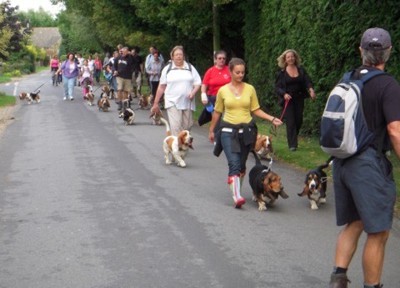 Cotswold Bassets