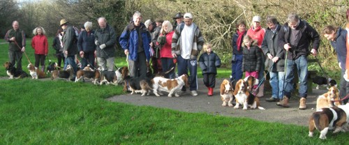 Basset Hound Walkers at the start