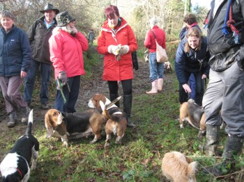 Basset halt