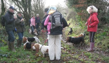 Basset halt