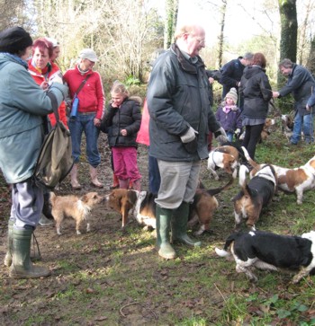 Bassets
