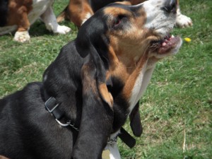 Maude howling