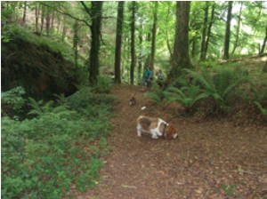 Newton Pop woods