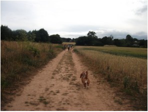 Newton Pop walk