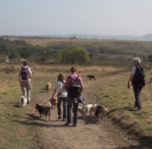 Woodbury common