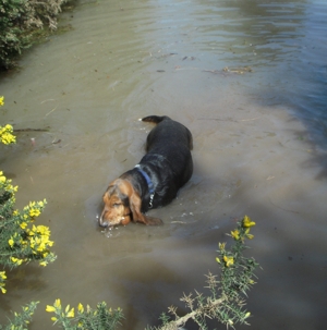 Water Basset