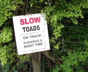 Toads