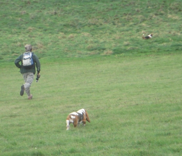 On the gallops