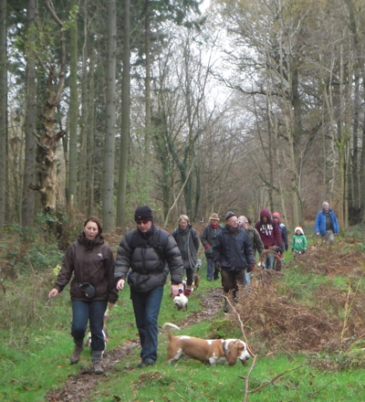 Walk in the woods