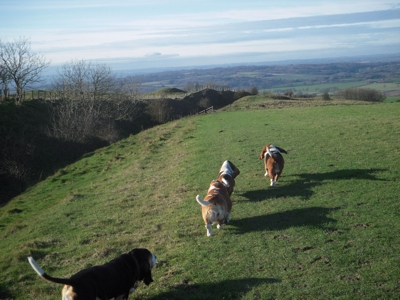 Sheep ahead
