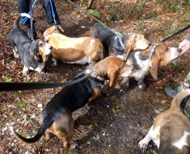 Bassets