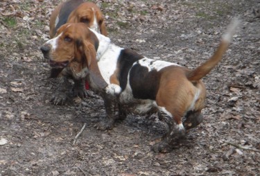 Muddy Basset