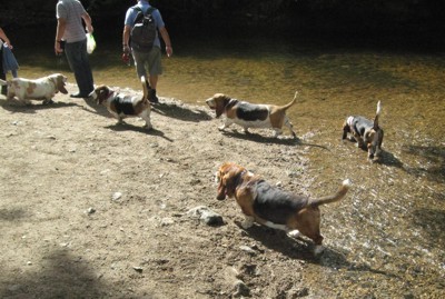 River Bovey