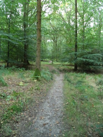 Savernake