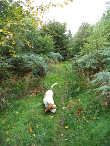 Savernake