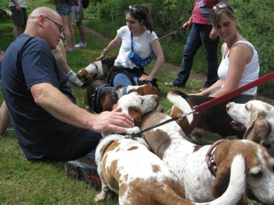 Tangle of Bassets