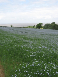 Linseed field