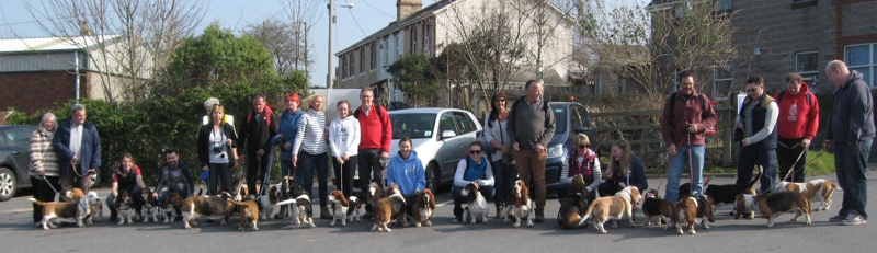 Bassets at Chudleigh