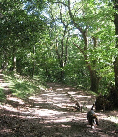 Kings Wood