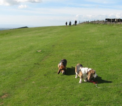 Mendip ridge