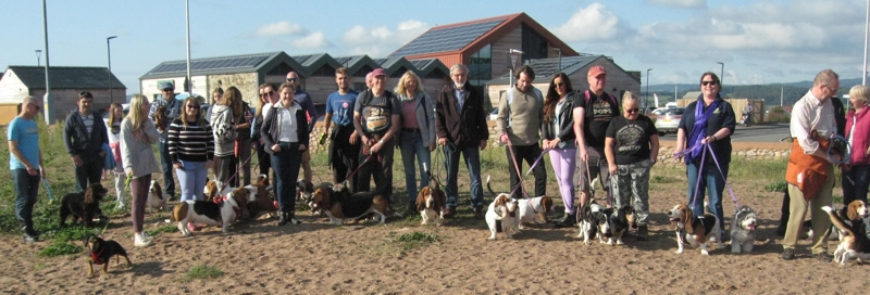 Basset Hounds at start