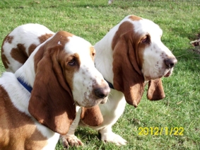 Rescue Hounds