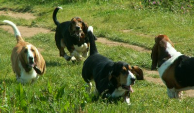 Galloping hounds