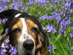 Bluebells