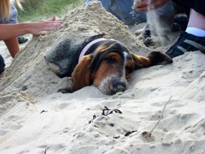 Livy at Studland