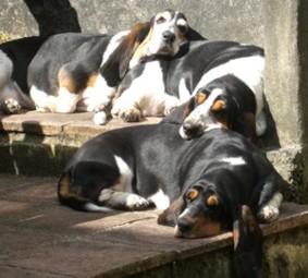 Three bassets